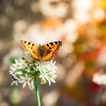 Beautiful butterfly sitting on fresh wild flower