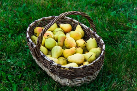 juicy tasty pears in a basket on a green lawn