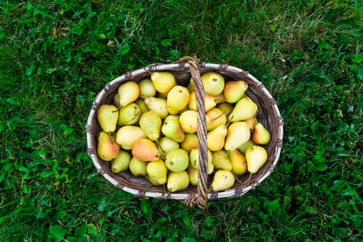 juicy tasty pears in a basket on a green lawn