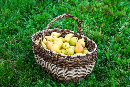 juicy tasty pears in a basket on a green lawn