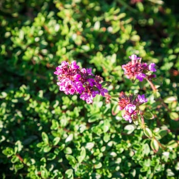 Plant with small green leaves and beautiful flowers a thyme