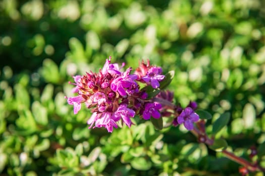 Plant with small green leaves and beautiful flowers a thyme