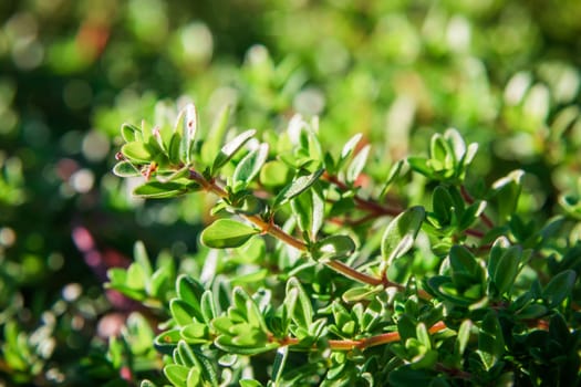 Plant with small green leaves a thyme