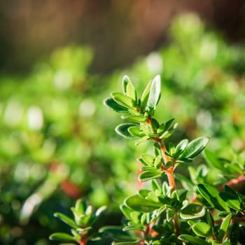 Plant with small green leaves a thyme