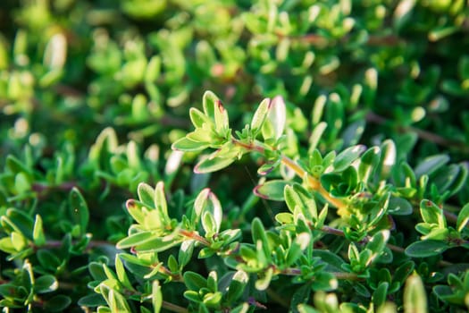 Plant with small green leaves a thyme