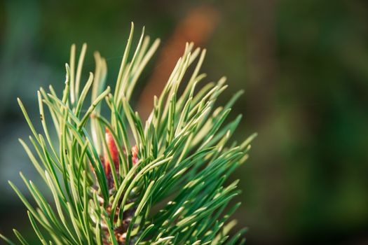 New buds on the branches of pine. The kidneys are covered with resin.