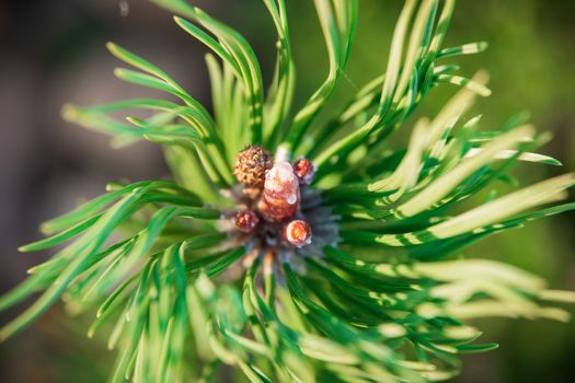 New buds on the branches of pine. The kidneys are covered with resin.