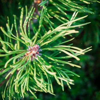 New buds on the branches of pine. The kidneys are covered with resin.