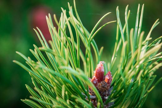 New buds on the branches of pine. The kidneys are covered with resin.