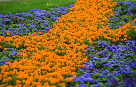 Field of orange and violet flowers in public park