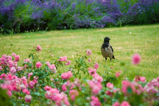 Black and grey raven waiting on grass in park between different flowers