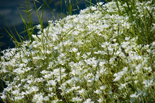 White flowers stretching towards the sunlight in spring