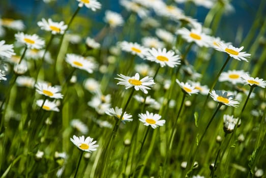 Wild growing marguerite stretching towards sunlight in spring
