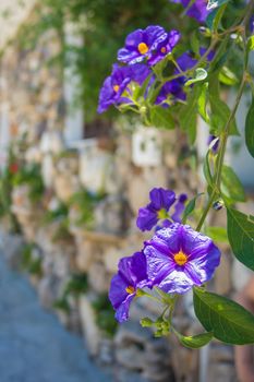 Violet Jasmine growing at a natural stone wall