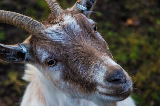 Portrait of white and brown goat with fluffy fur