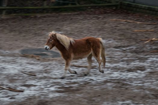 Island pony horse brown galopping motion blurred background