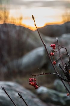 Red berries in front of sunset scenery orange with big rocks blurred