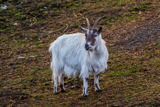 White brown goat with fluffy fur in nature grass
