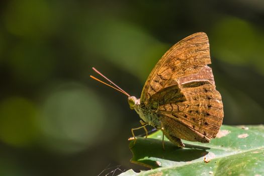 Butterfly sitting on leaf in the warm sun