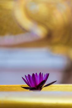 Water lily in old buddhist temple in Thailand