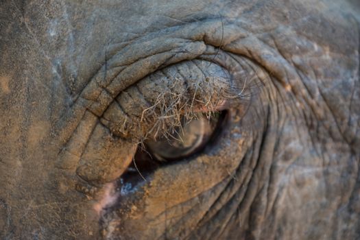 Big eye of old asian jungle elephant, thick skin