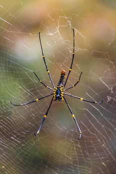 Black and yellow poisonous tropical spider in jungle