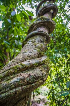 Massive tropical liana looping around a tree in jungle