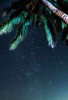 Night sky view under coconut palm stars milky way