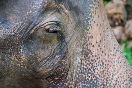 Portrait of old asian jungle elephant, thick skin 2