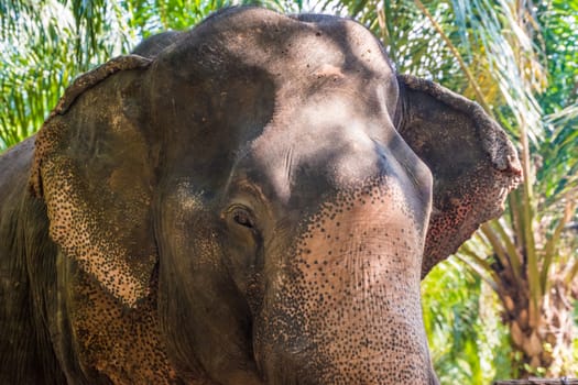 Portrait of old asian jungle elephant, thick skin