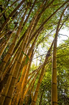Standing under yellow giant bamboo in tropical jungle