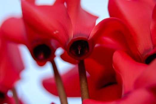 Abstract red flower plant blossom upwards perspective