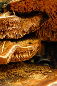 Fungus mushroom orange brown growing on forrest