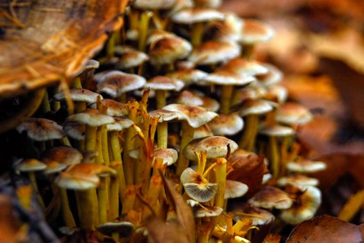 Fungus mushroom orange brown growing on rotten wood_
