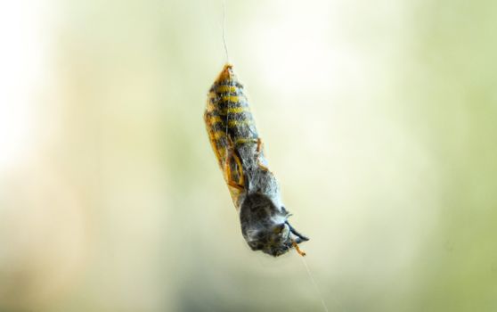 Wasp yellowjacket cought in spider web yellow