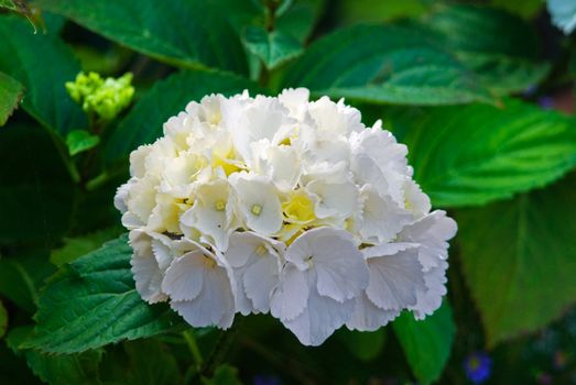 White hydrangea blossom flower fresh green summer_