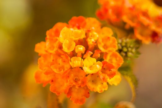 Yellow orange red gradient flower blossom closeup