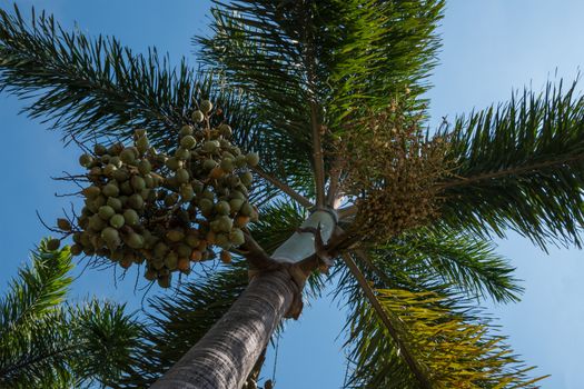 Palm carrying dates