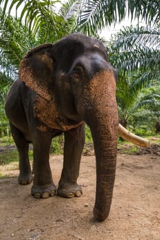 Somboon the elephant in Thailand
