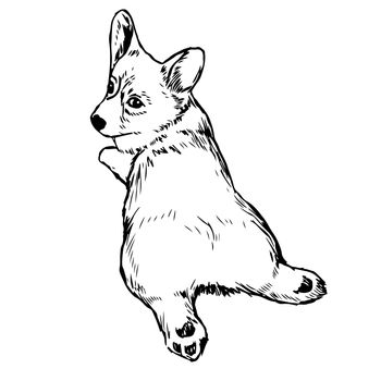 Pembroke Welsh Corgi Dog doodle hand drawn isolated on white background