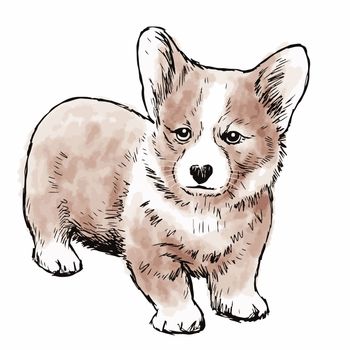 Pembroke Welsh Corgi Dog doodle hand drawn isolated on white background