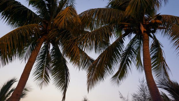 Tropical palm tree with sun light on sunset sky and cloud abstract background. Summer vacation and nature travel adventure concept. Vintage tone filter effect color style.