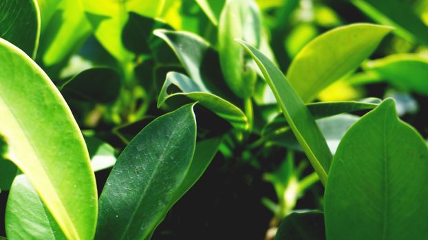 Green leaves pattern background, green Natural background and wallpaper