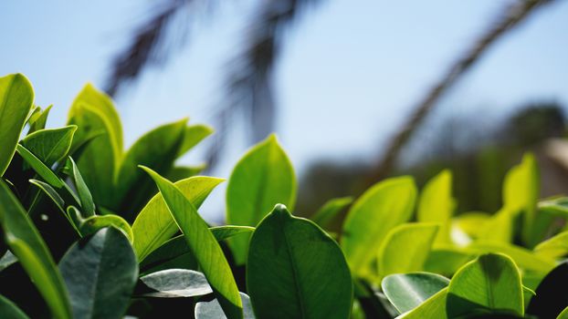 Green leaves pattern background, green Natural background and wallpaper