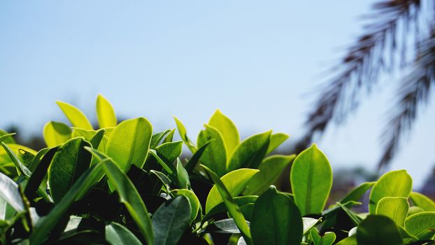 Green leaves pattern background, green Natural background and wallpaper