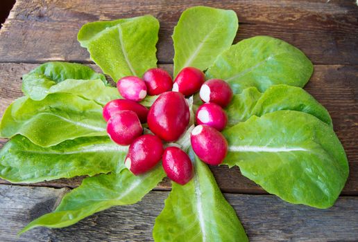 Radishes and fresh organic lettuce on a dark wooden background.