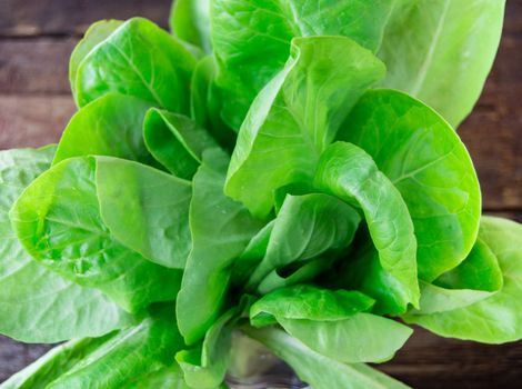 fresh organic lettuce on a dark wooden background.