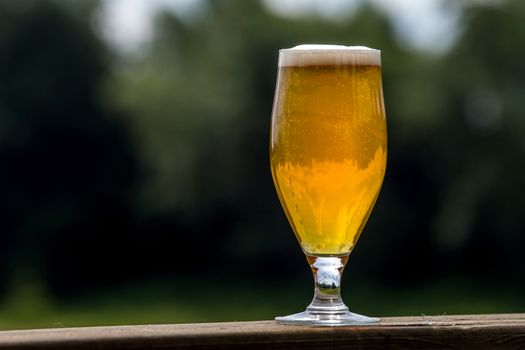 Glass of light beer with foam and bubbles on wooden table on nature background. Beer is an alcoholic drink made from yeast-fermented malt flavoured with hops.