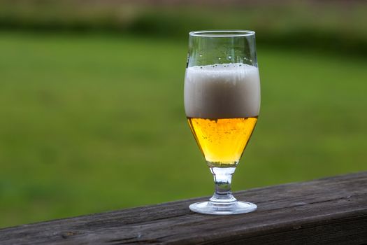 Glass of light beer with foam and bubbles on wooden table on green nature background. Beer is an alcoholic drink made from yeast-fermented malt flavoured with hops. 

