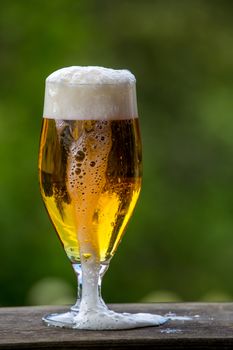 Glass of light beer with foam and bubbles on wooden table on green nature background. Beer is an alcoholic drink made from yeast-fermented malt flavoured with hops. 


